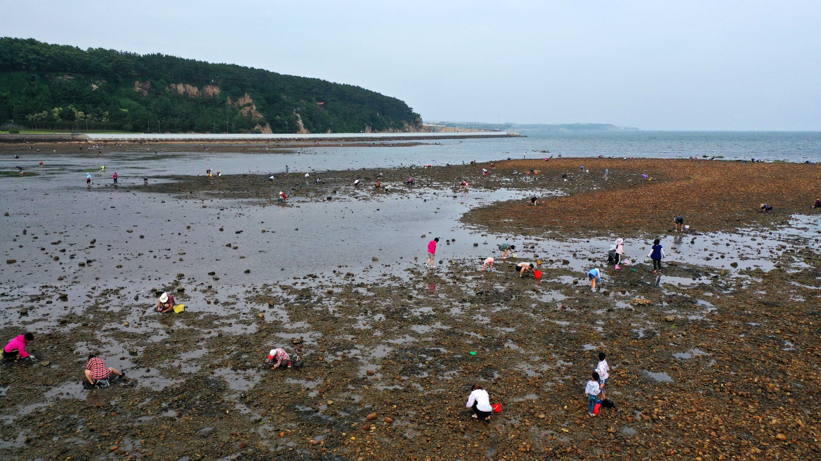 赶海寻"鲜"