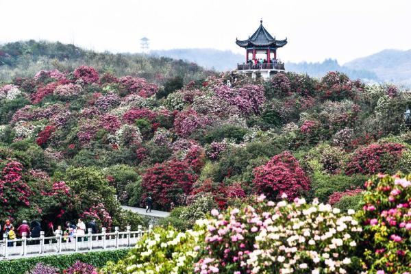 夜色下的贵州百里杜鹃管理区普底景区(3月20日摄).