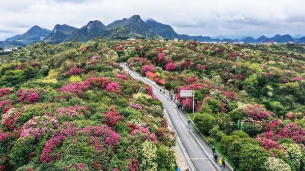 3月21日,游客在贵州百里杜鹃管理区普底景区观花赏景.